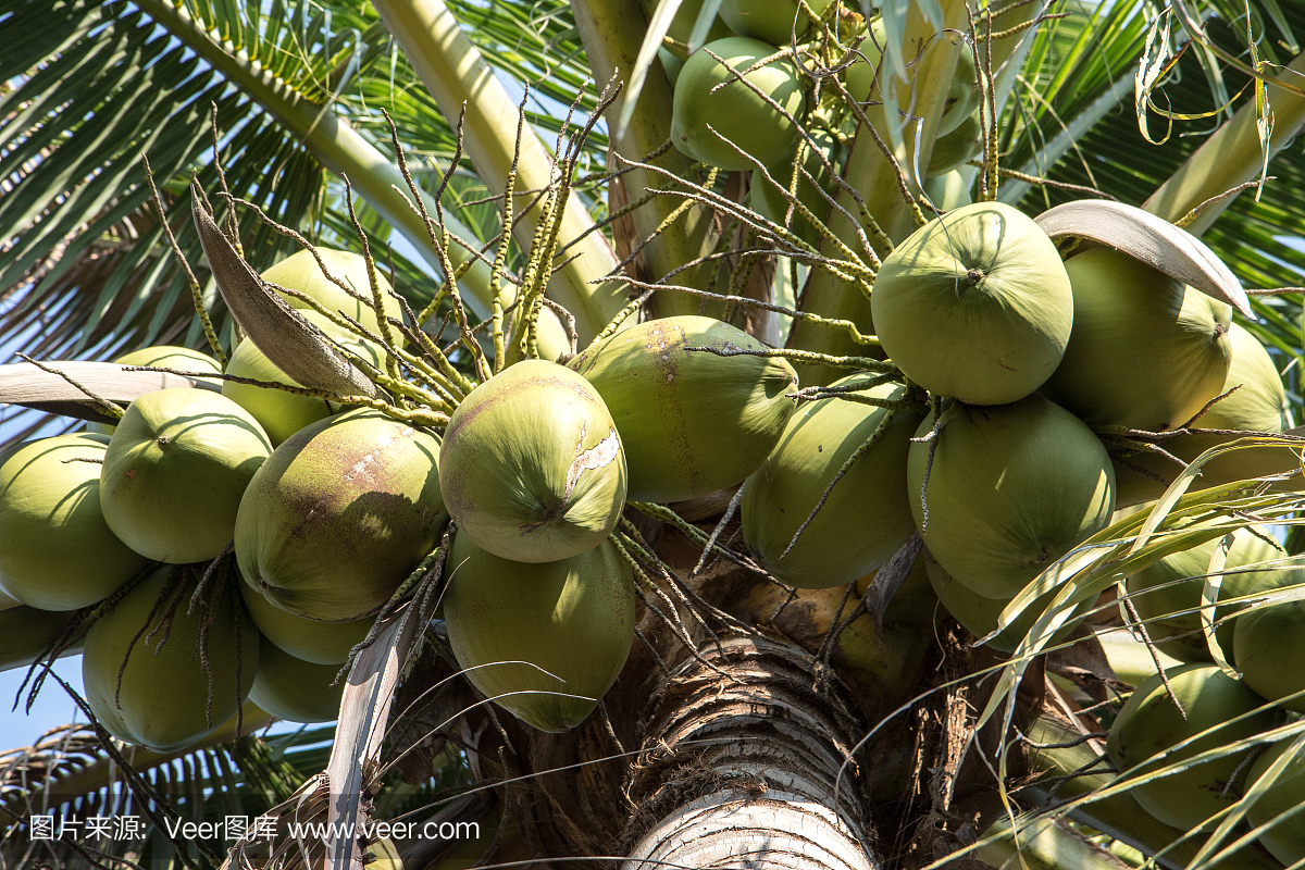 椰子樹上的椰子